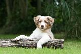 BERGER AUSTRALIEN PUPPIES 783
